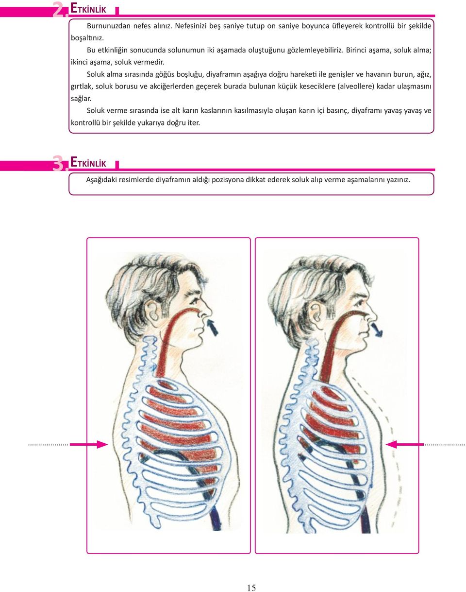 Soluk alma sırasında göğüs boşluğu, diyaframın aşağıya doğru hareketi ile genişler ve havanın burun, ağız, gırtlak, soluk borusu ve akciğerlerden geçerek burada bulunan küçük keseciklere