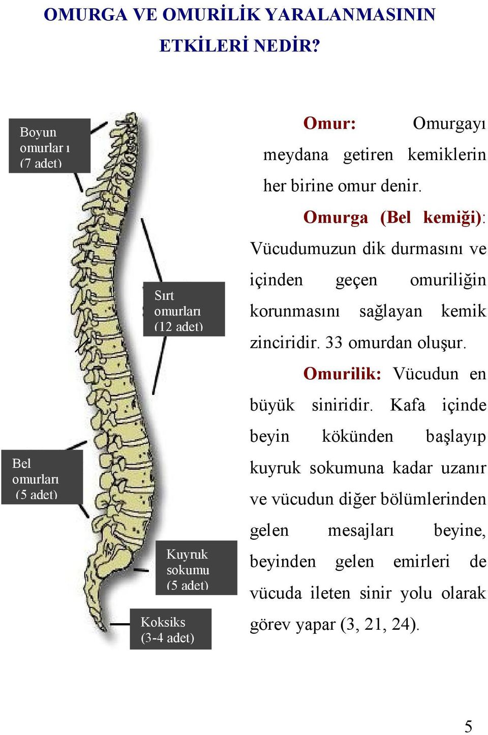 kemiklerin her birine omur denir. Omurga (Bel kemiği): Vücudumuzun dik durmasını ve içinden geçen omuriliğin korunmasını sağlayan kemik zinciridir.