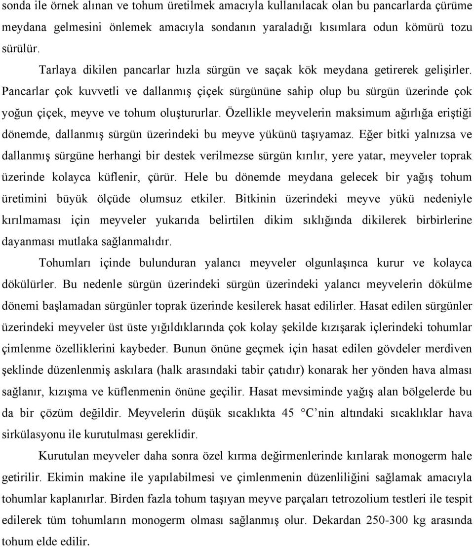 Pancarlar çok kuvvetli ve dallanmış çiçek sürgününe sahip olup bu sürgün üzerinde çok yoğun çiçek, meyve ve tohum oluştururlar.