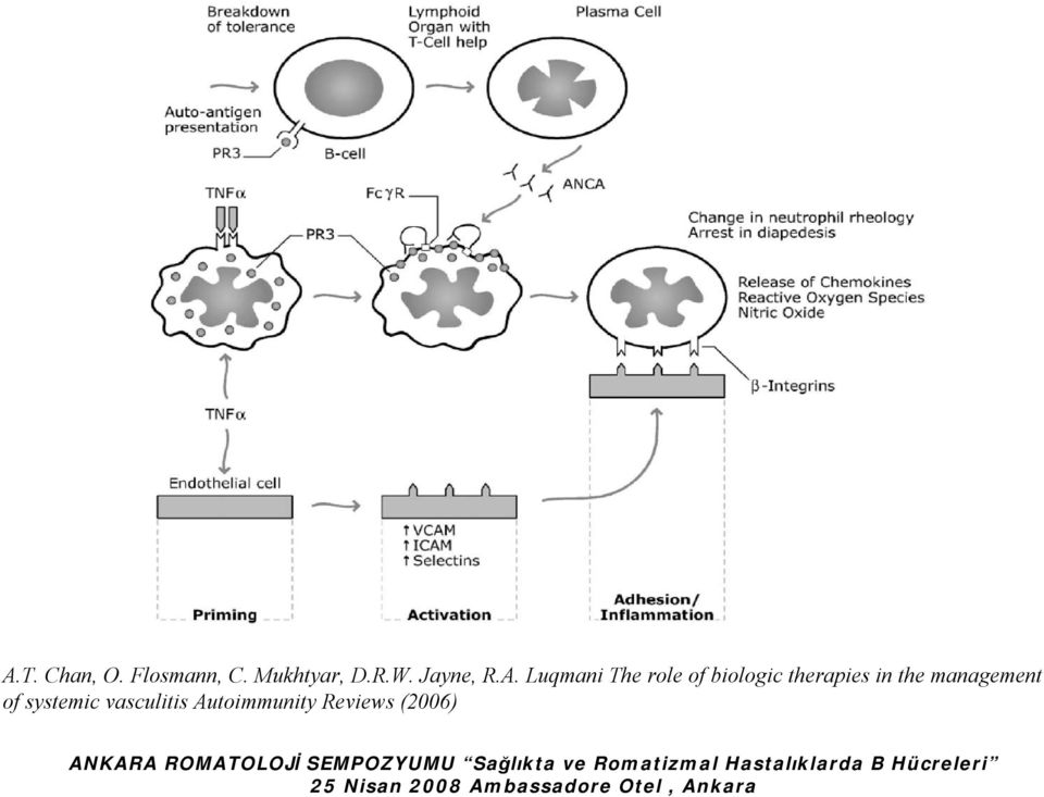 systemic vasculitis Autoimmunity Reviews (2006) ANKARA