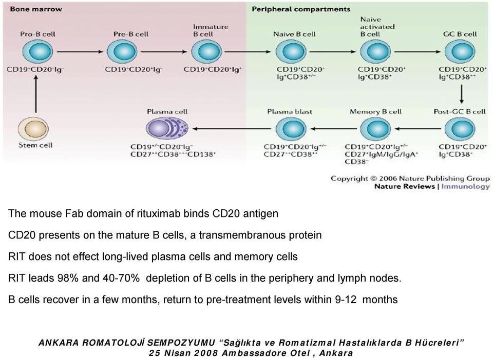 40-70% depletion of B cells in the periphery and lymph nodes.