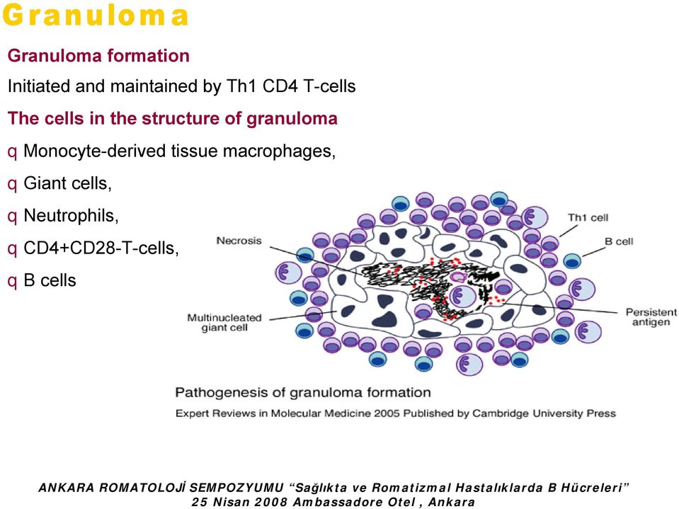 macrophages, qgiant cells, qneutrophils, qcd4+cd28-t-cells, qb cells
