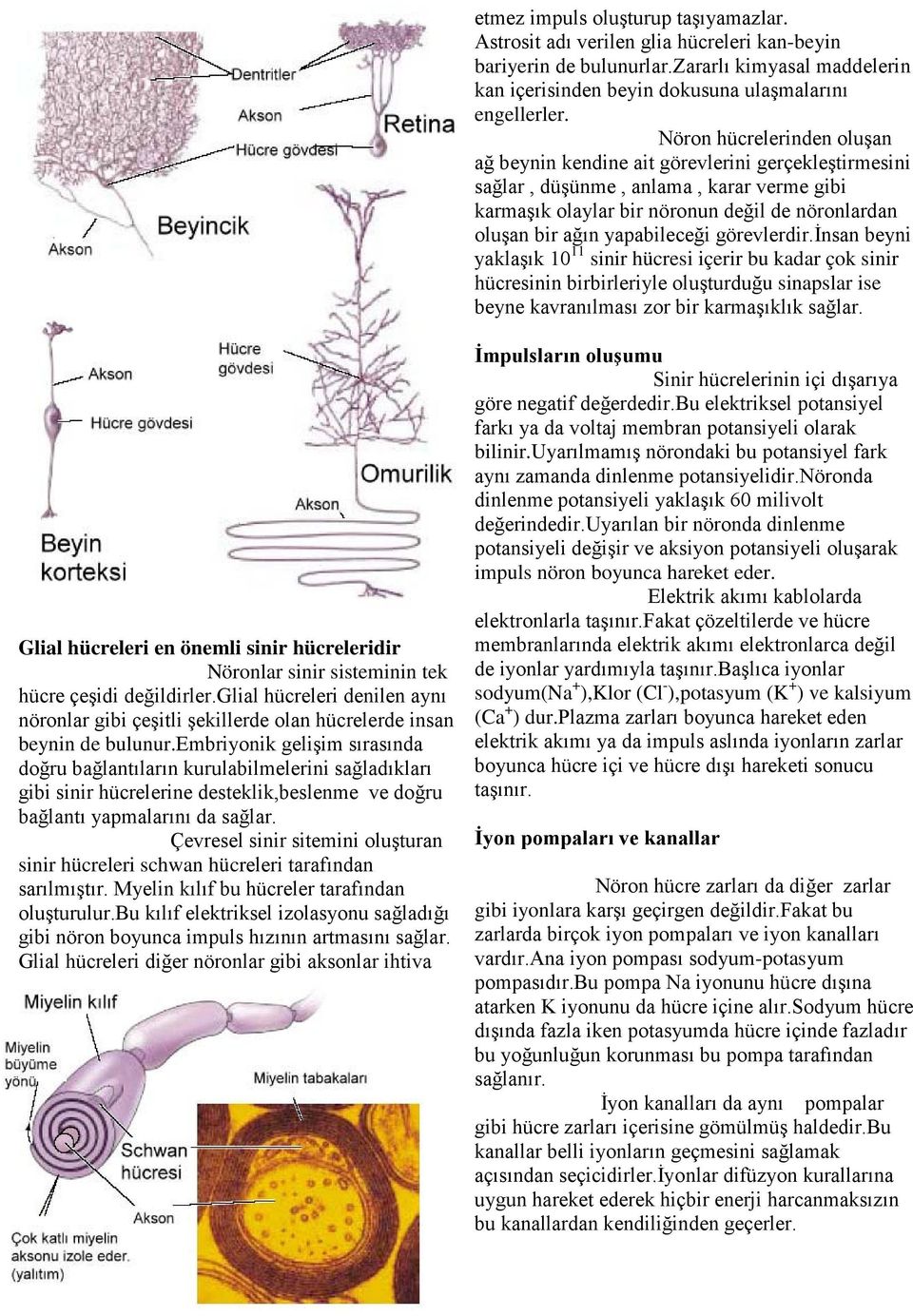 yapabileceği görevlerdir.insan beyni yaklaşık 10 11 sinir hücresi içerir bu kadar çok sinir hücresinin birbirleriyle oluşturduğu sinapslar ise beyne kavranılması zor bir karmaşıklık sağlar.