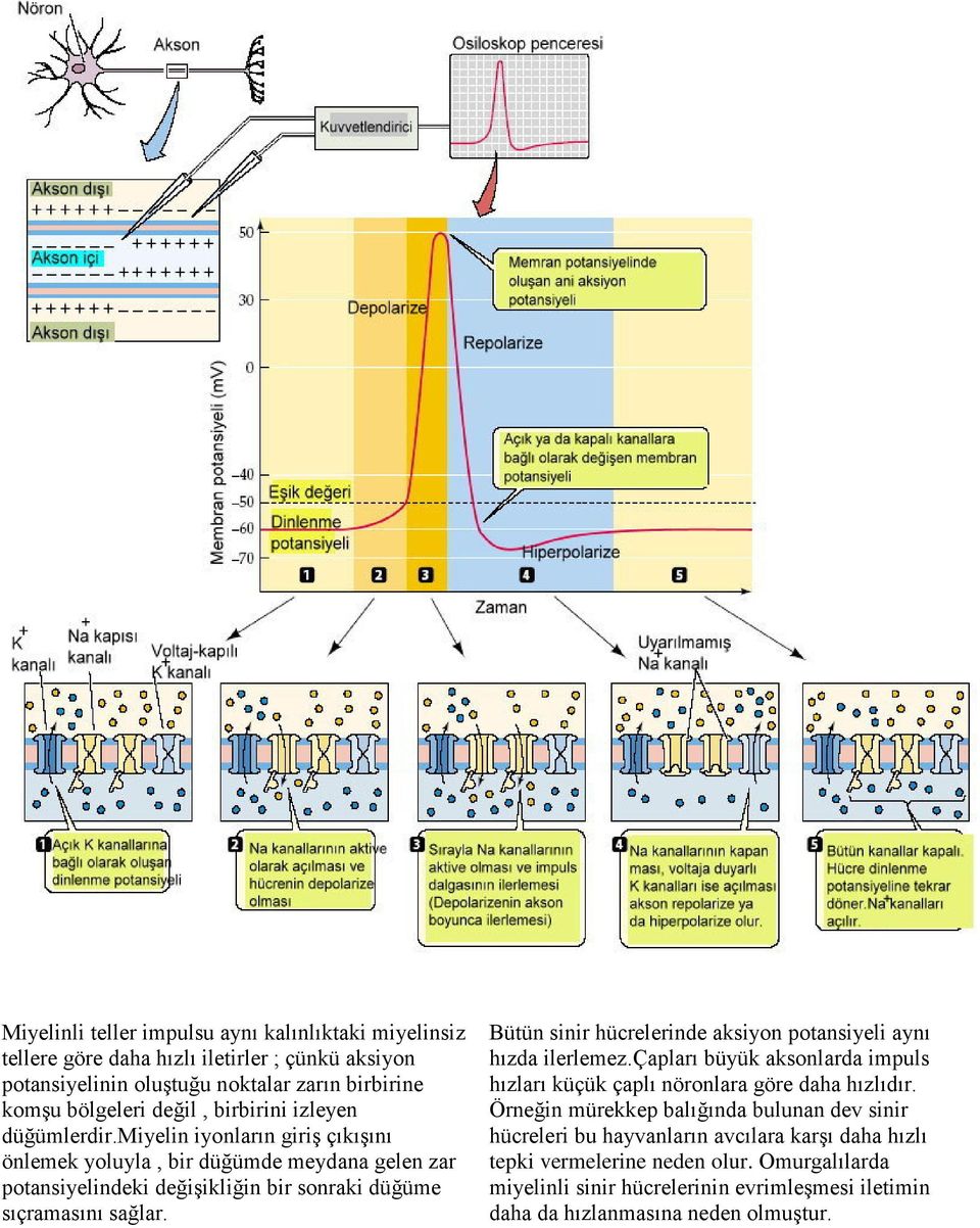 Bütün sinir hücrelerinde aksiyon potansiyeli aynı hızda ilerlemez.çapları büyük aksonlarda impuls hızları küçük çaplı nöronlara göre daha hızlıdır.