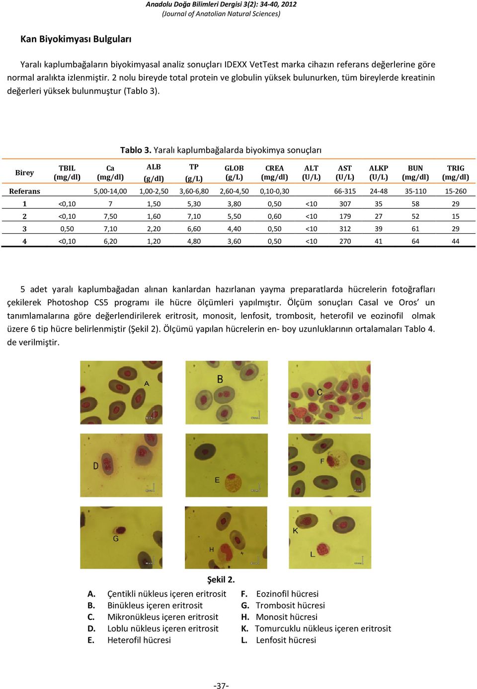 Yaralı kaplumbağalarda biyokimya sonuçları ALB (g/dl) TP (g/l) GLOB (g/l) CREA ALT (U/L) AST (U/L) ALKP (U/L) BUN TRIG Referans 5,00-14,00 1,00-2,50 3,60-6,80 2,60-4,50 0,10-0,30 66-315 24-48 35-110