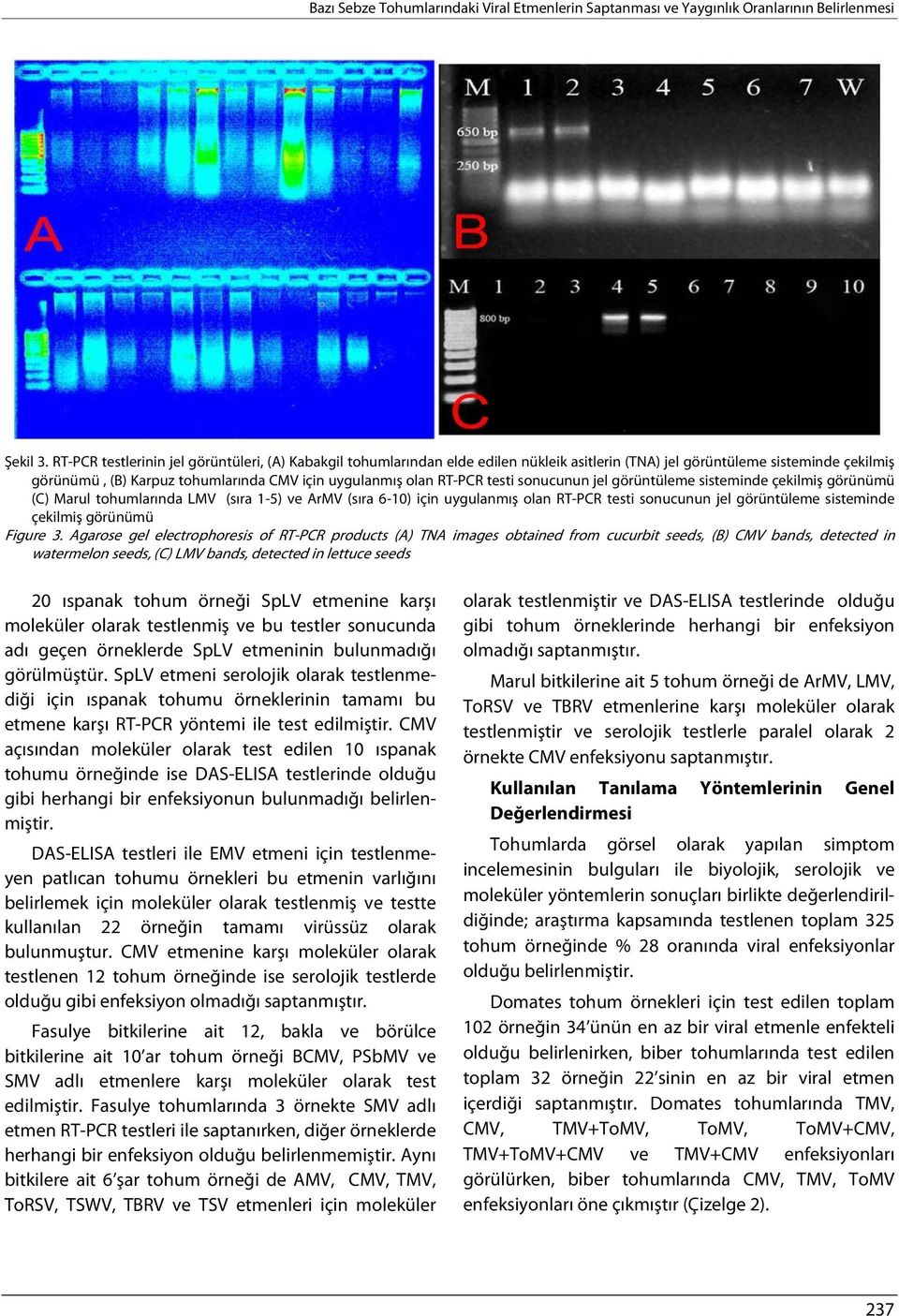 RT-PCR testi sonucunun jel görüntüleme sisteminde çekilmiş görünümü (C) Marul tohumlarında LMV (sıra 1-5) ve ArMV (sıra 6-10) için uygulanmış olan RT-PCR testi sonucunun jel görüntüleme sisteminde