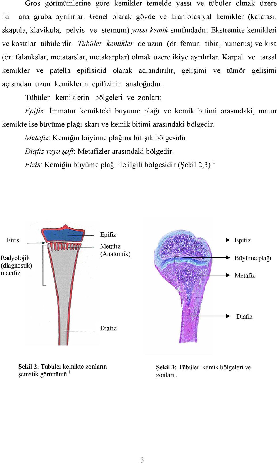 Tübüler kemikler de uzun (ör: femur, tibia, humerus) ve kısa (ör: falankslar, metatarslar, metakarplar) olmak üzere ikiye ayrılırlar.