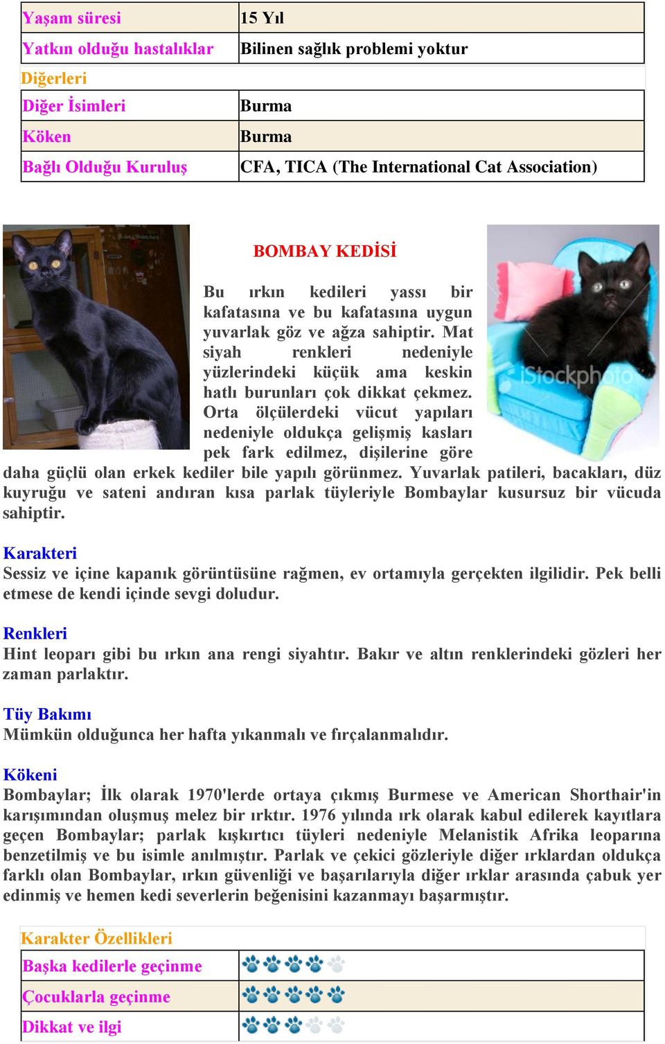 Orta ölçülerdeki vücut yapıları nedeniyle oldukça gelişmiş kasları pek fark edilmez, dişilerine göre daha güçlü olan erkek kediler bile yapılı görünmez.