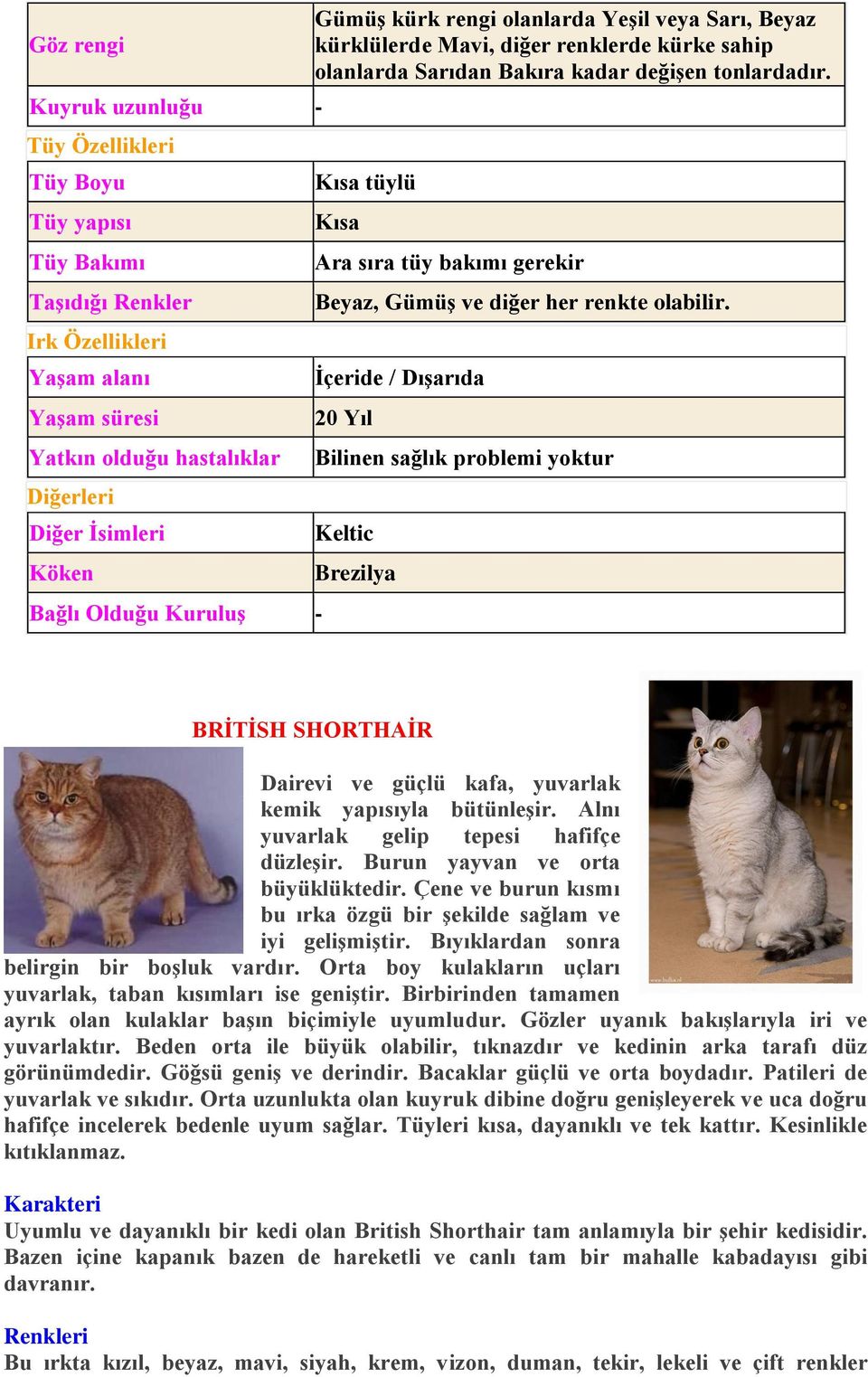 İçeride / Dışarıda 20 Yıl Bilinen sağlık problemi yoktur Keltic Brezilya BRİTİSH SHORTHAİR Dairevi ve güçlü kafa, yuvarlak kemik yapısıyla bütünleşir. Alnı yuvarlak gelip tepesi hafifçe düzleşir.