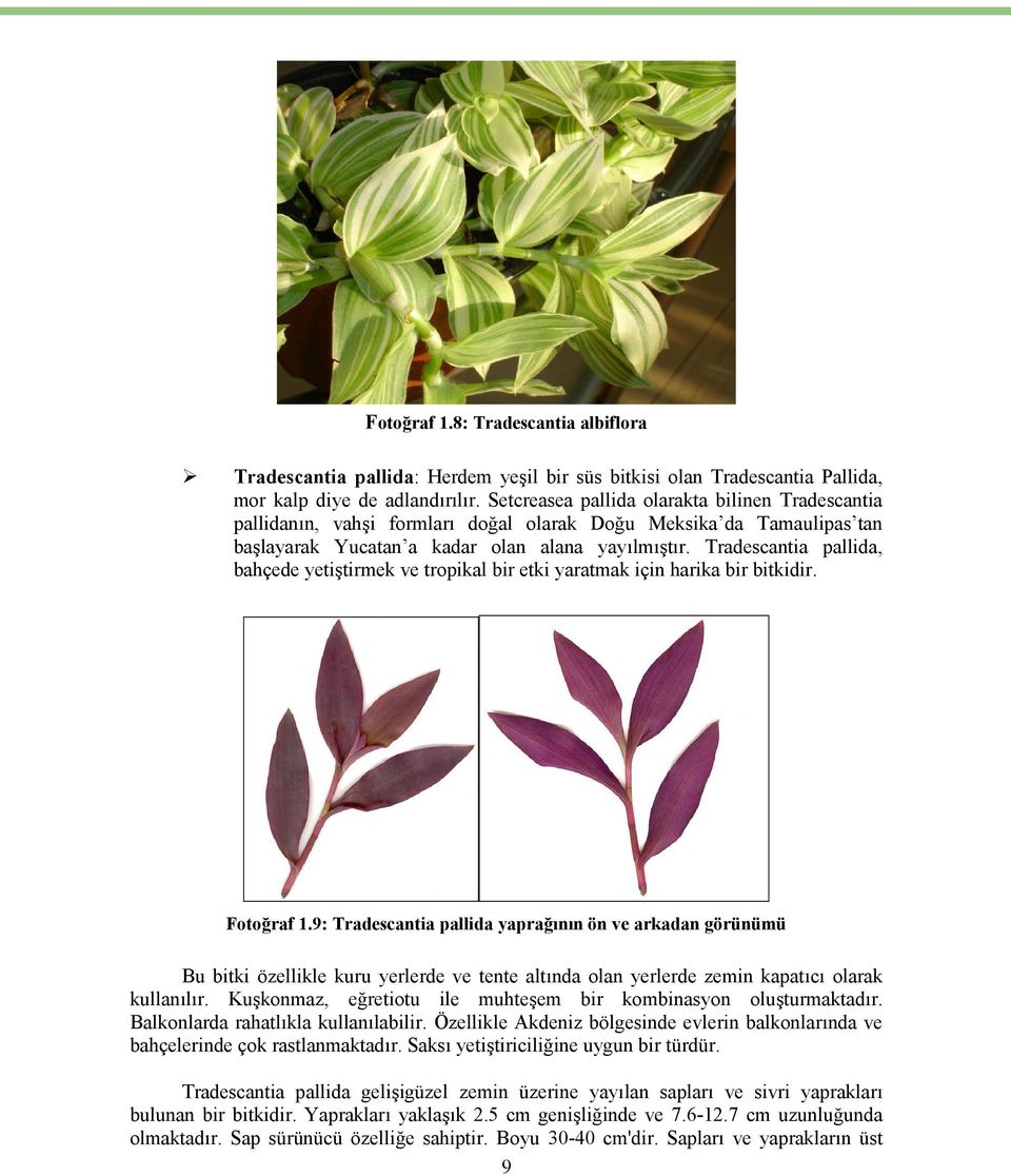 Tradescantia pallida, bahçede yetiştirmek ve tropikal bir etki yaratmak için harika bir bitkidir. Fotoğraf 1.