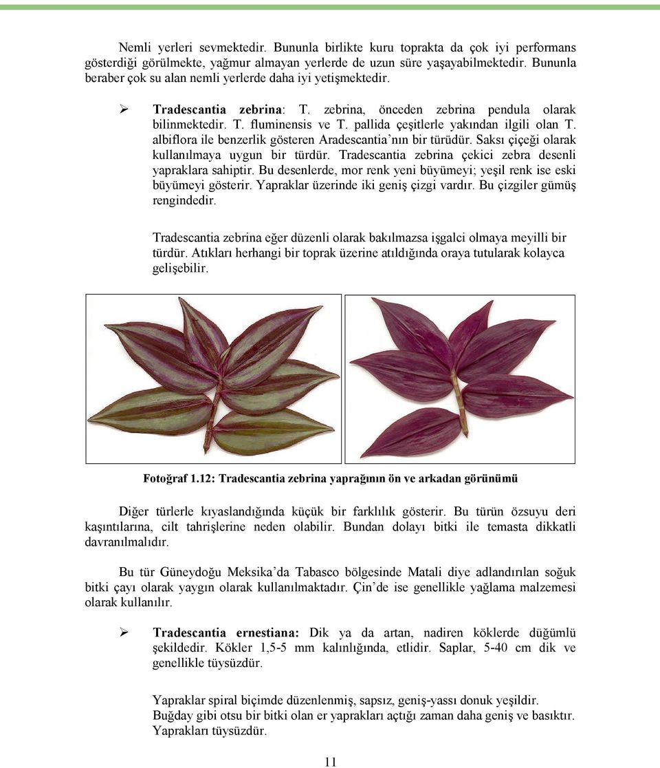 pallida çeşitlerle yakından ilgili olan T. albiflora ile benzerlik gösteren Aradescantia nın bir türüdür. Saksı çiçeği olarak kullanılmaya uygun bir türdür.
