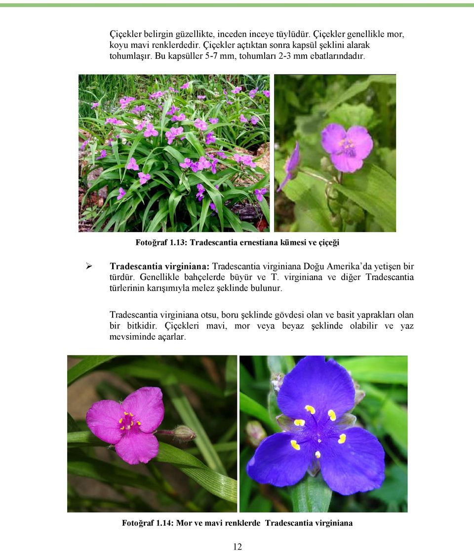 13: Tradescantia ernestiana kümesi ve çiçeği Tradescantia virginiana: Tradescantia virginiana Doğu Amerika da yetişen bir türdür. Genellikle bahçelerde büyür ve T.