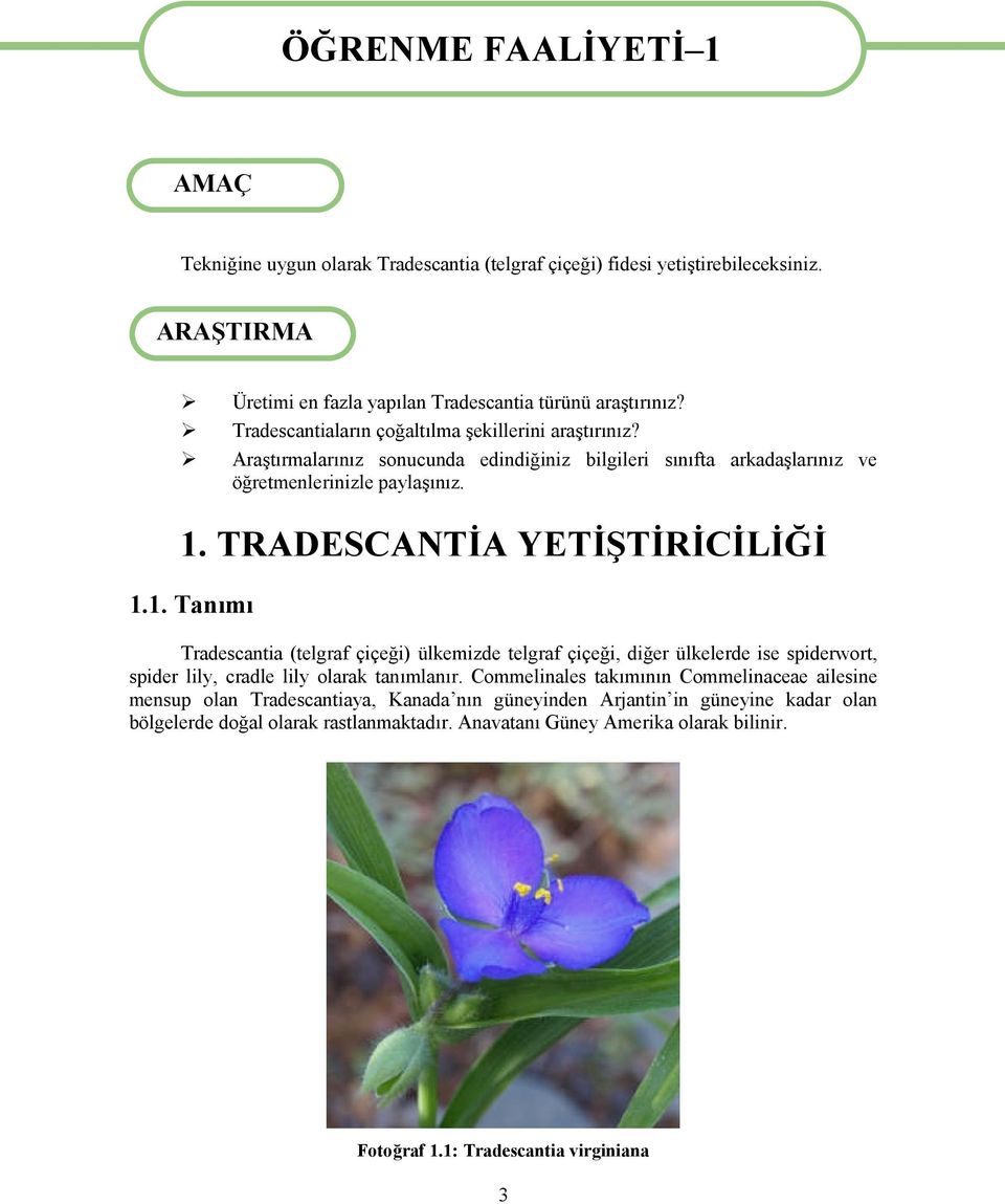 TRADESCANTİA YETİŞTİRİCİLİĞİ 1.1. Tanımı Tradescantia (telgraf çiçeği) ülkemizde telgraf çiçeği, diğer ülkelerde ise spiderwort, spider lily, cradle lily olarak tanımlanır.