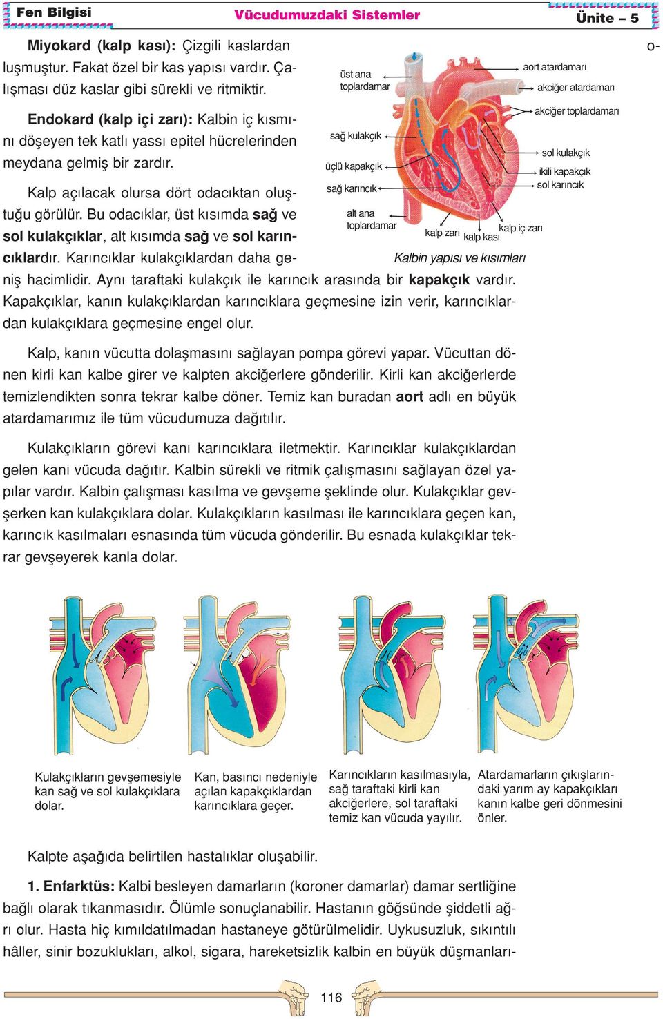 sa kulakç k üçlü kapakç k sa kar nc k Kalp aç lacak olursa dört odac ktan olufltu u görülür. Bu odac klar, üst k s mda sa ve sol kulakç klar, alt k s mda sa ve sol kar nc klard r.