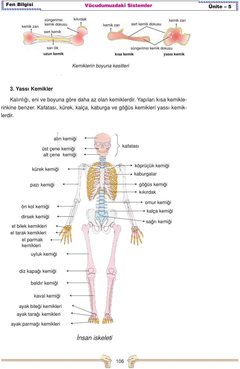 Kafatas, kürek, kalça, kaburga ve gö üs kemikleri yass kemiklerdir.