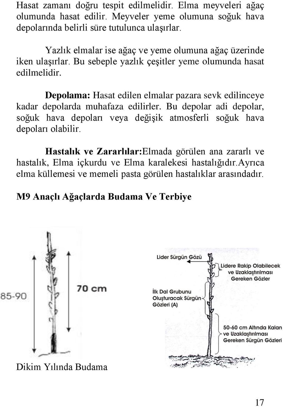 Depolama: Hasat edilen elmalar pazara sevk edilinceye kadar depolarda muhafaza edilirler.