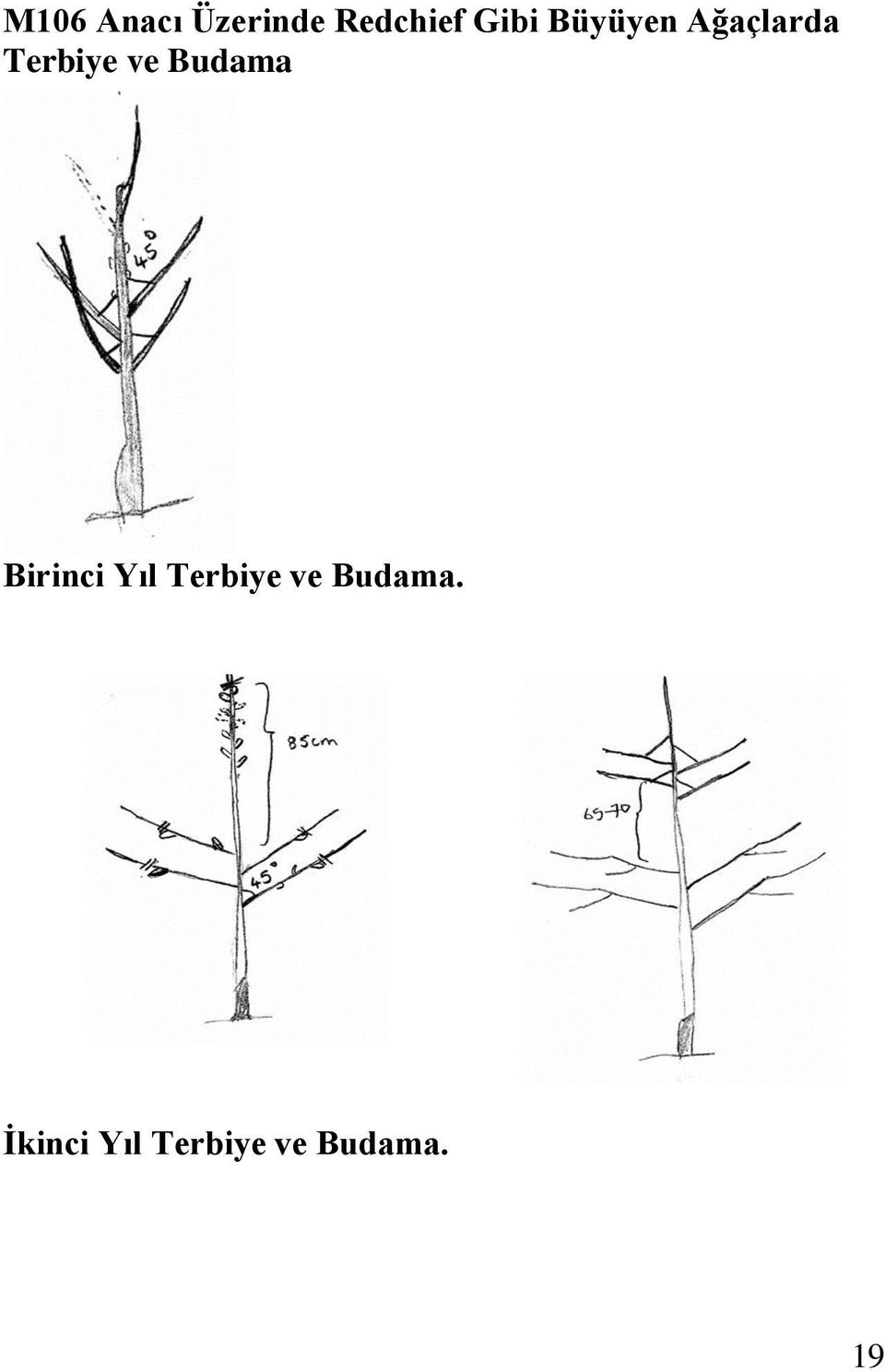 Budama Birinci Yıl Terbiye ve