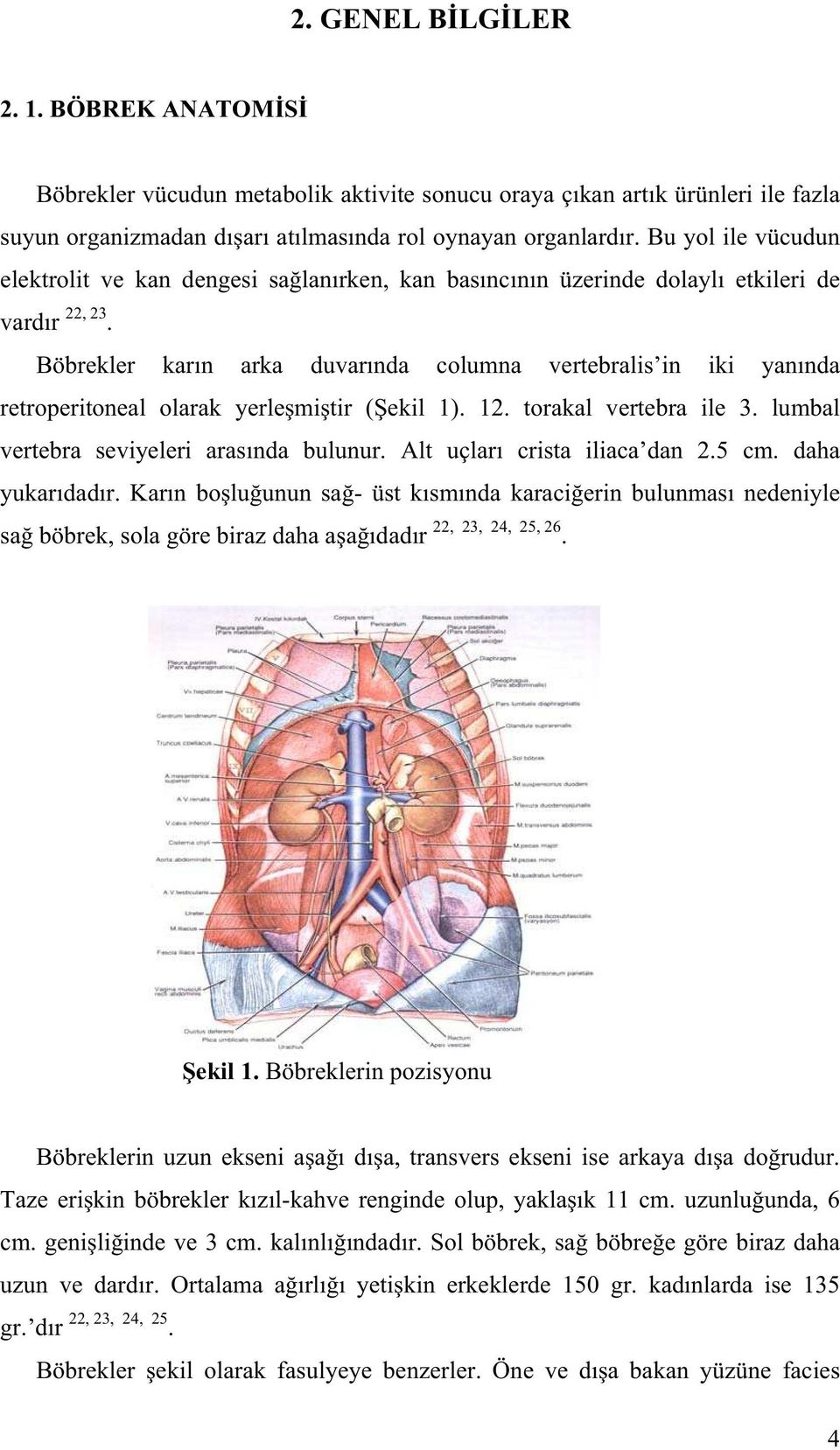 Böbrekler kar n arka duvar nda columna vertebralis in iki yan nda retroperitoneal olarak yerle mi tir ( ekil 1). 12. torakal vertebra ile 3. lumbal vertebra seviyeleri aras nda bulunur.