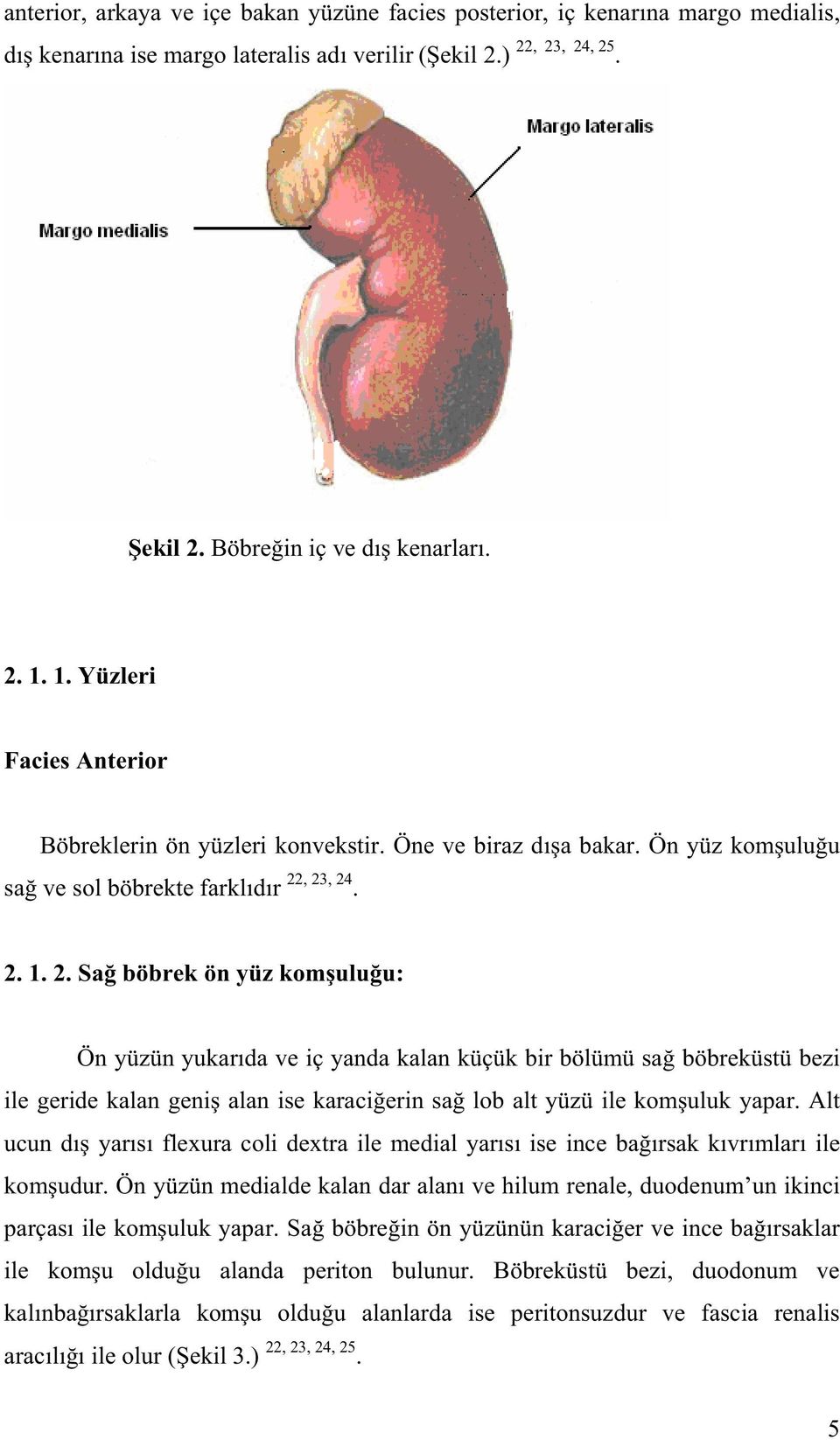, 23, 24. 2. 1. 2. Sa böbrek ön yüz kom ulu u: Ön yüzün yukar da ve iç yanda kalan küçük bir bölümü sa böbreküstü bezi ile geride kalan geni alan ise karaci erin sa lob alt yüzü ile kom uluk yapar.