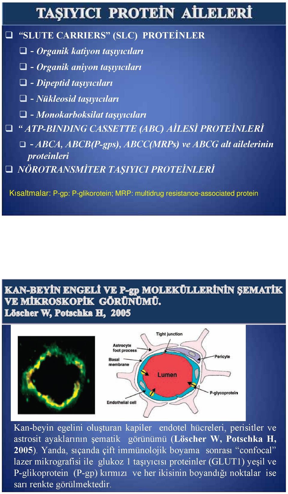 resistance-associated protein Kan-beyin egelini oluşturan kapiler endotel hücreleri, perisitler ve astrosit ayaklarının şematik görünümü (Löscher W, Potschka H, 2005).