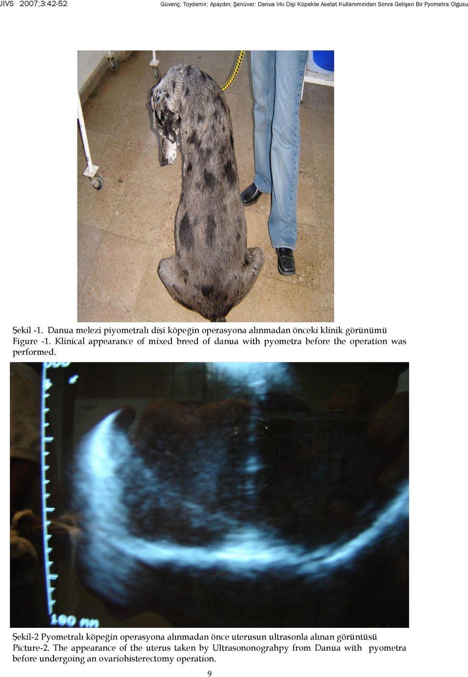 Klinical appearance of mixed breed of danua with pyometra before the operation was performed.