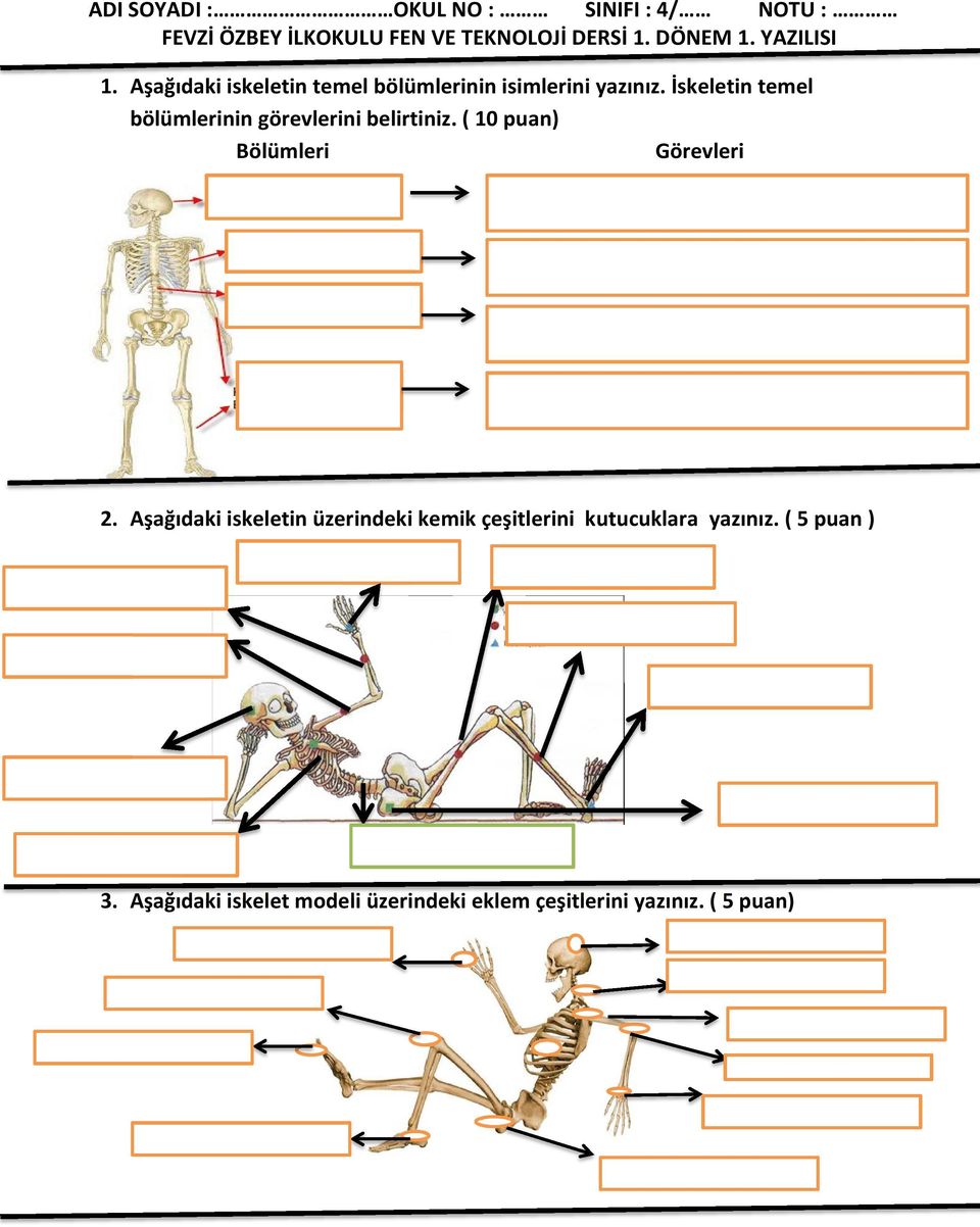 İskeletin temel bölümlerinin görevlerini belirtiniz. ( 10 puan) Bölümleri Görevleri 2.