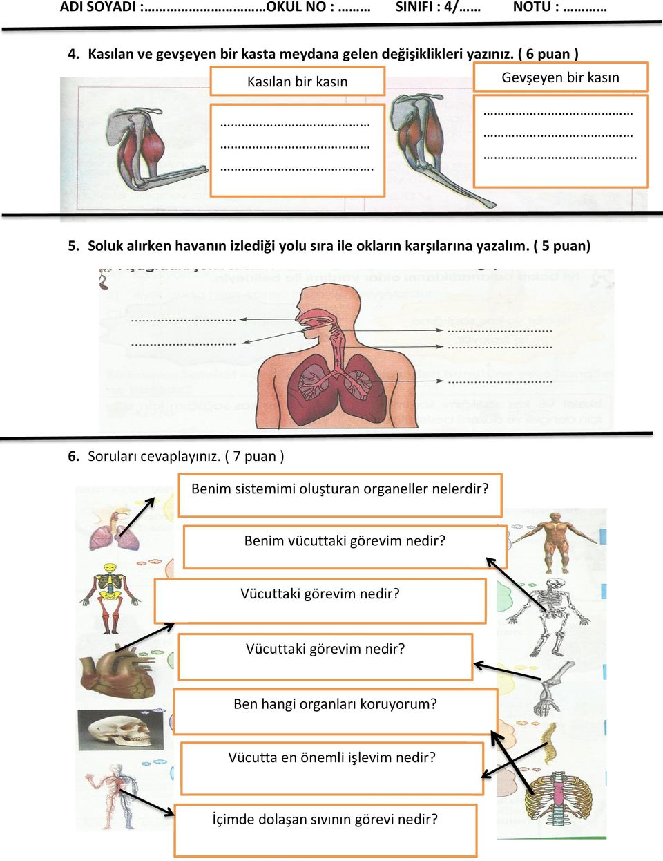( 5 puan) 6. Soruları cevaplayınız. ( 7 puan ) Benim sistemimi oluşturan organeller nelerdir? Benim vücuttaki görevim nedir?