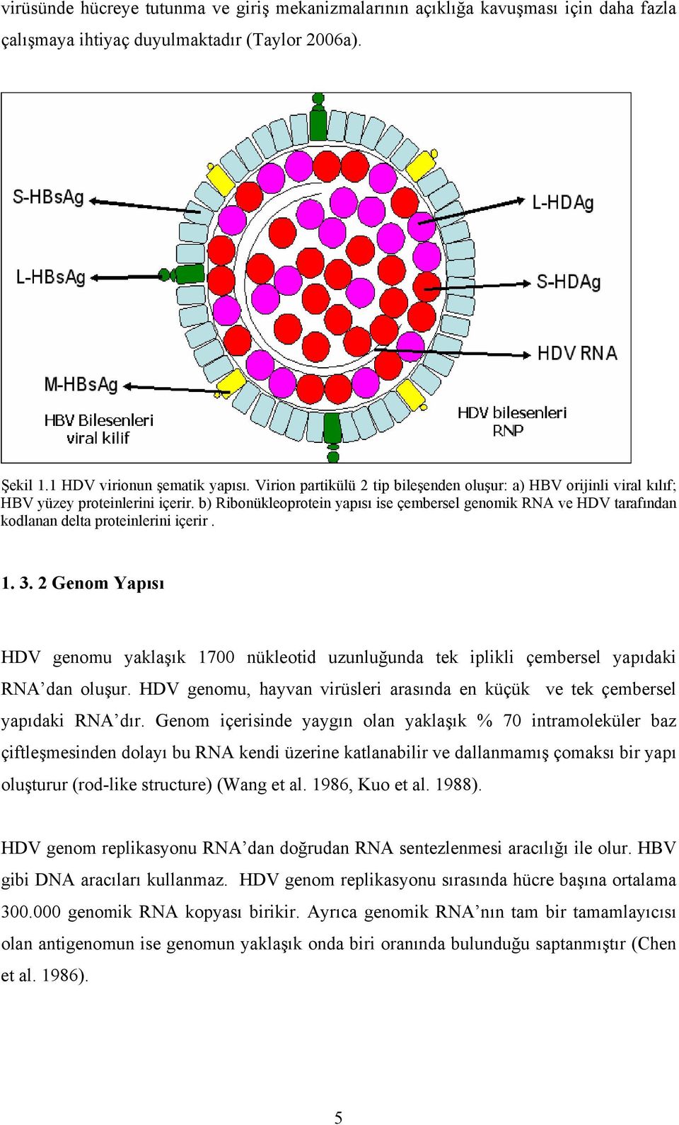 b) Ribonükleoprotein yapısı ise çembersel genomik RNA ve HDV tarafından kodlanan delta proteinlerini içerir. 1. 3.