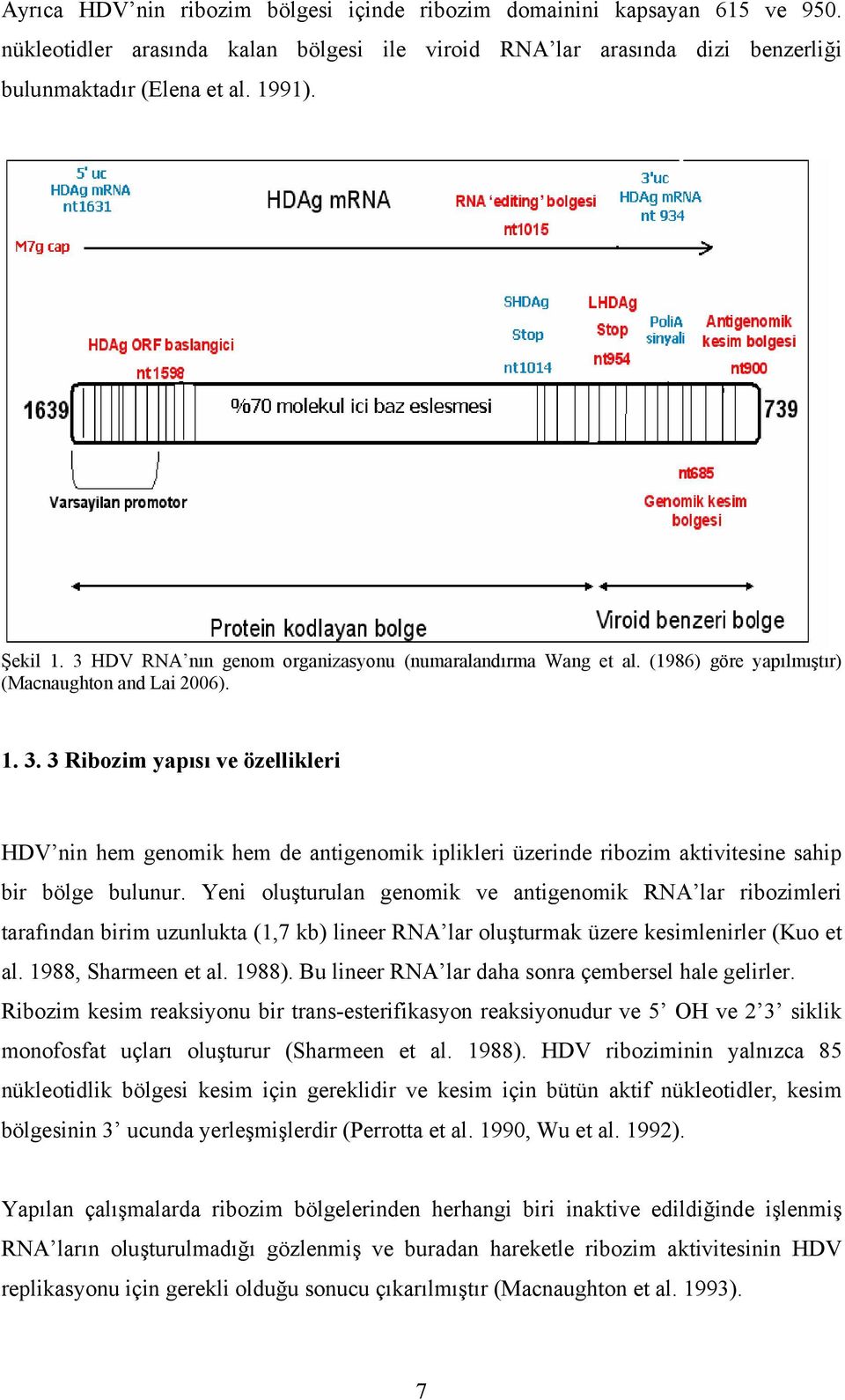 3 Ribozim yapısı ve özellikleri HDV nin hem genomik hem de antigenomik iplikleri üzerinde ribozim aktivitesine sahip bir bölge bulunur.