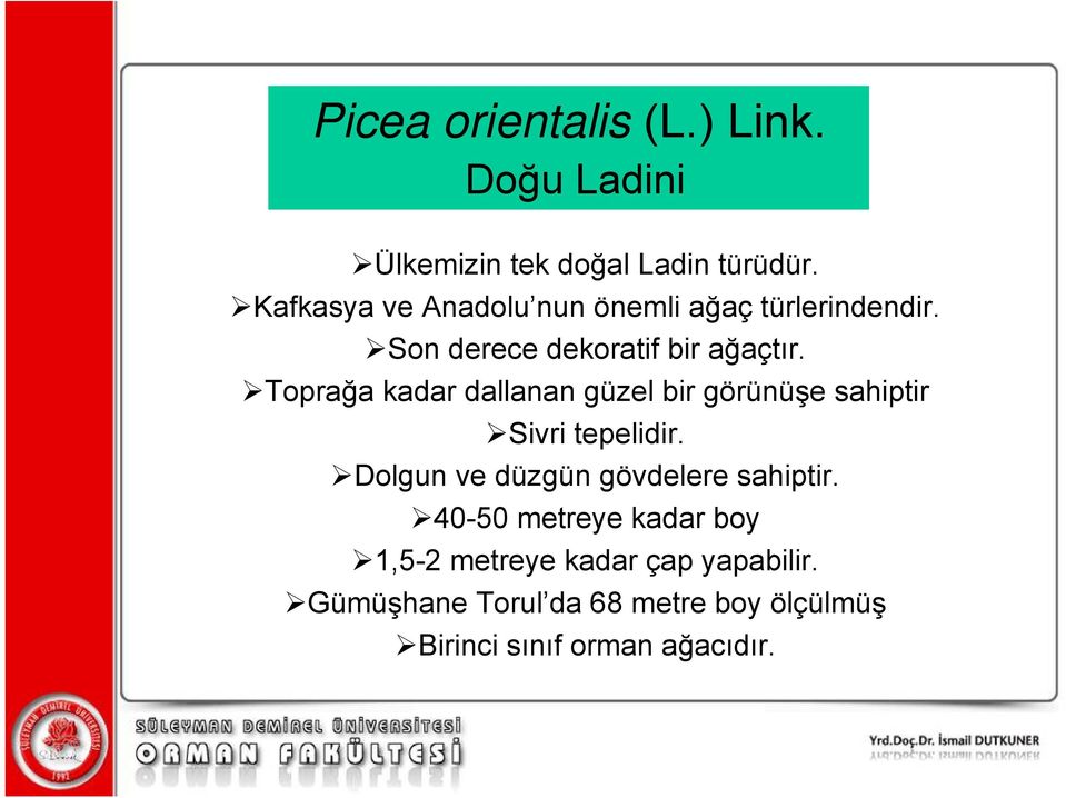 Toprağa kadar dallanan güzel bir görünüşe sahiptir Sivri tepelidir.