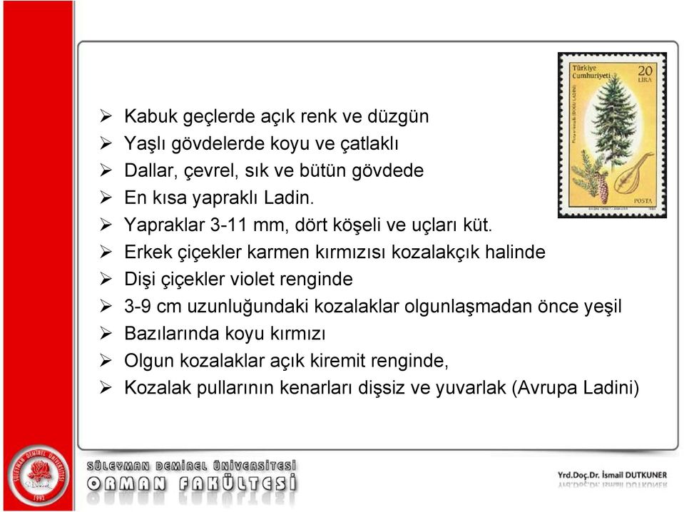 Erkek çiçekler karmen kırmızısı kozalakçık halinde Dişi çiçekler violet renginde 3-9 cm uzunluğundaki