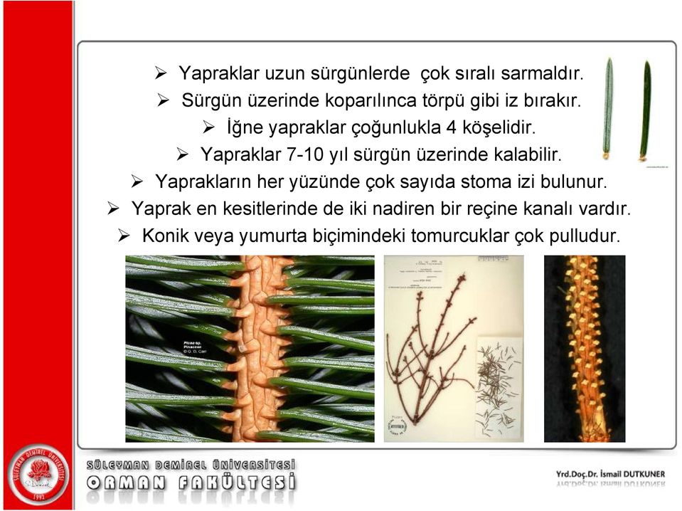 Yapraklar 7-10 yıl sürgün üzerinde kalabilir.