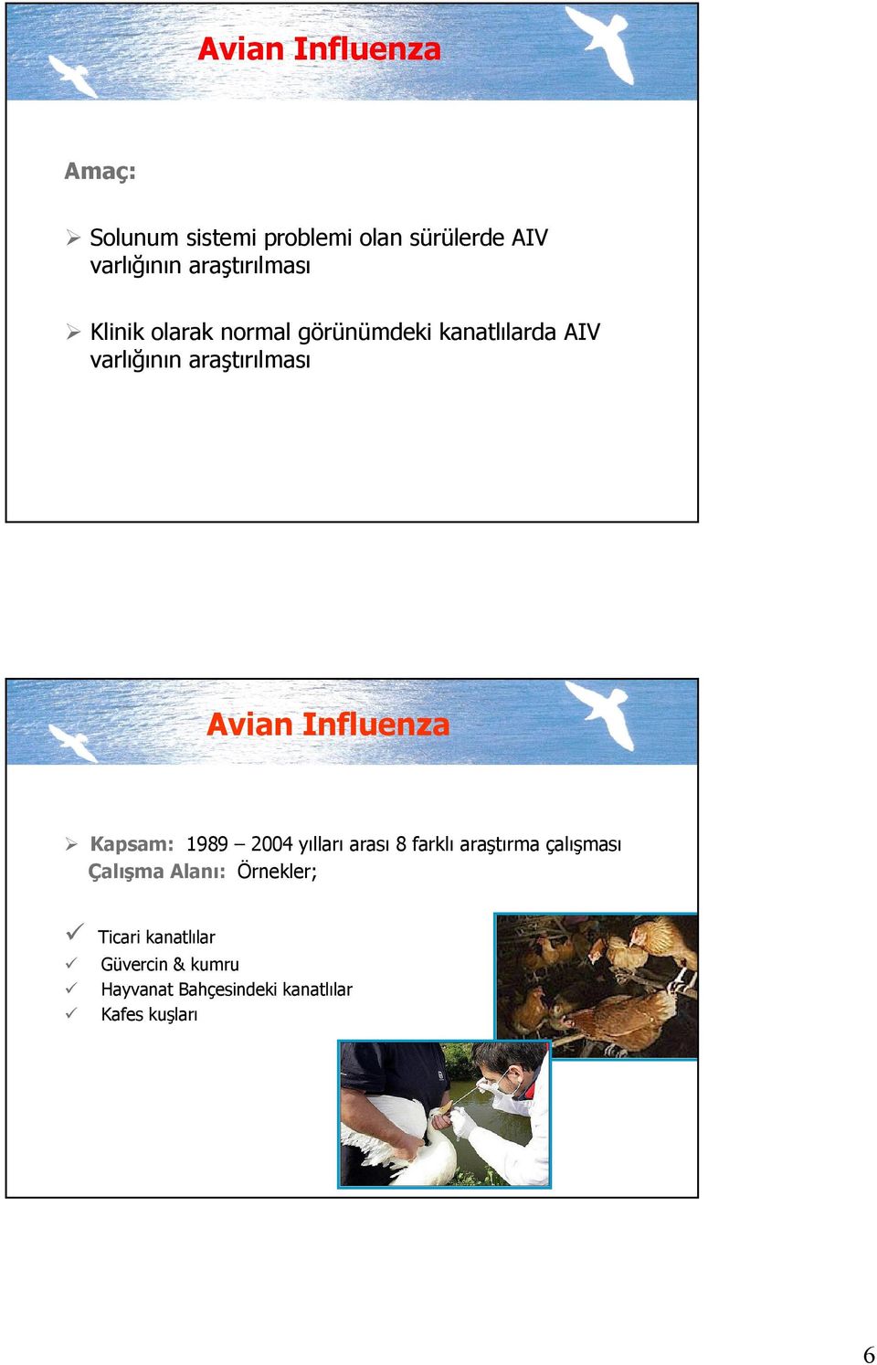 araştırılması Avian Influenza Kapsam: 1989 2004 yılları arası 8 farklı araştırma
