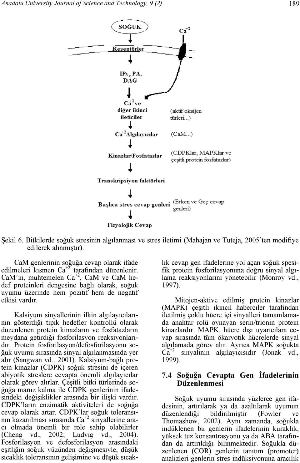 CaM ın, muhtemelen Ca +2, CaM ve CaM hedef proteinleri dengesine bağlı olarak, soğuk uyumu üzerinde hem pozitif hem de negatif etkisi vardır.