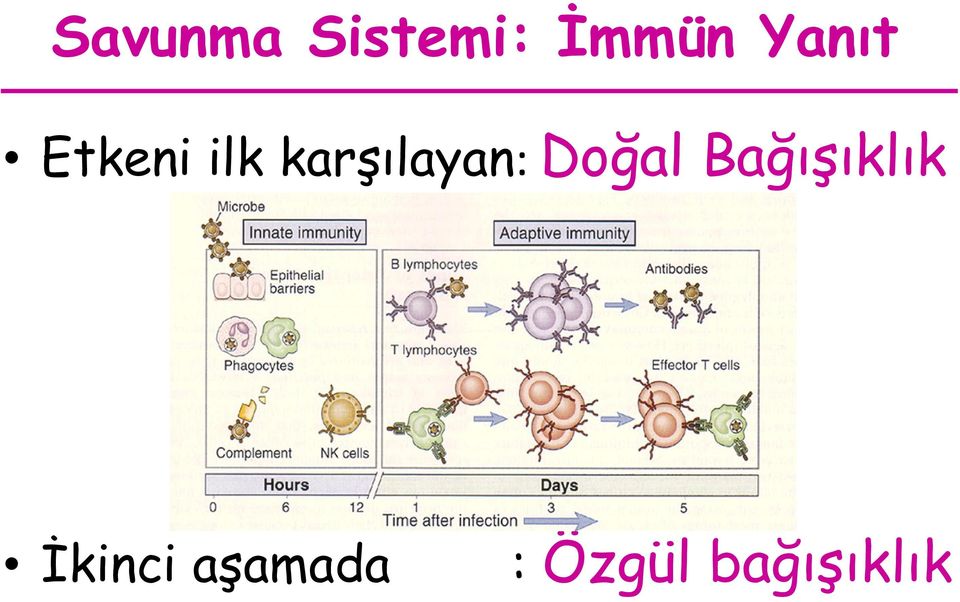 karşılayan: Doğal