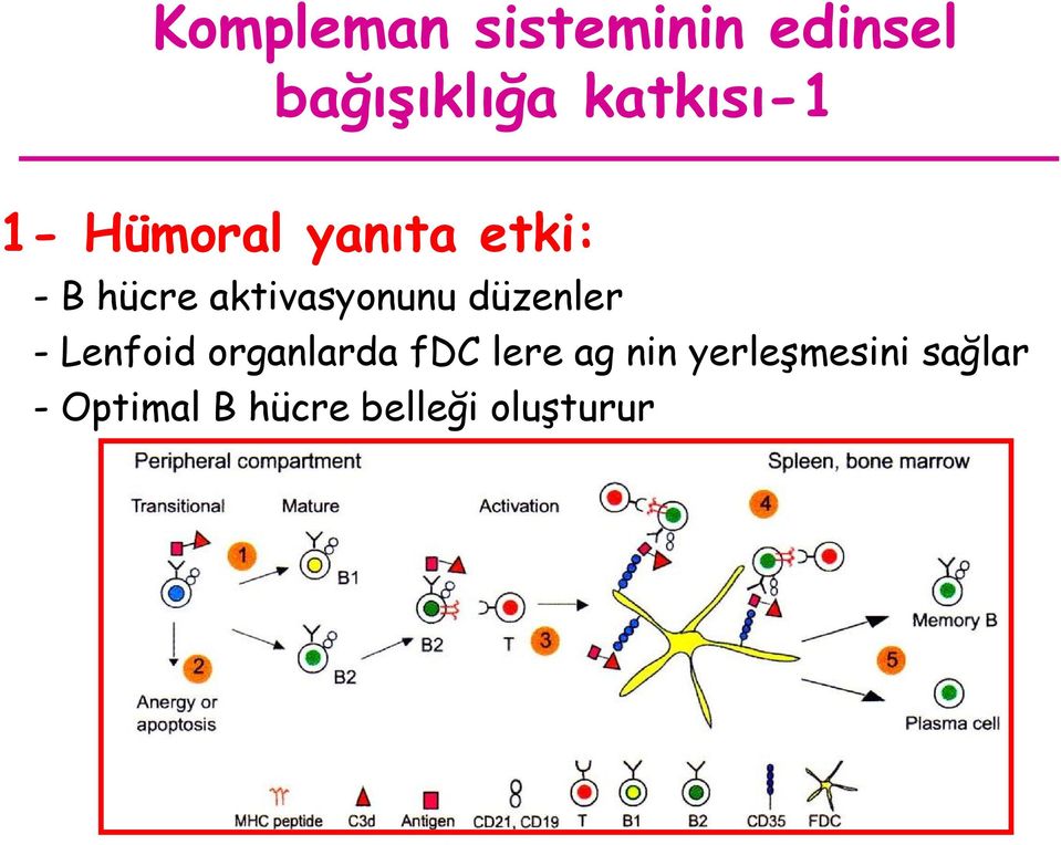 aktivasyonunu düzenler - Lenfoid organlarda fdc