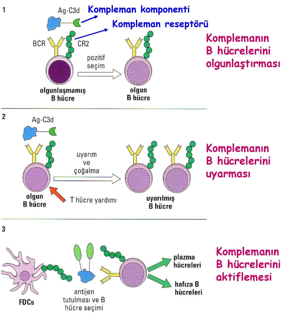 olgunlaştırması Komplemanın B