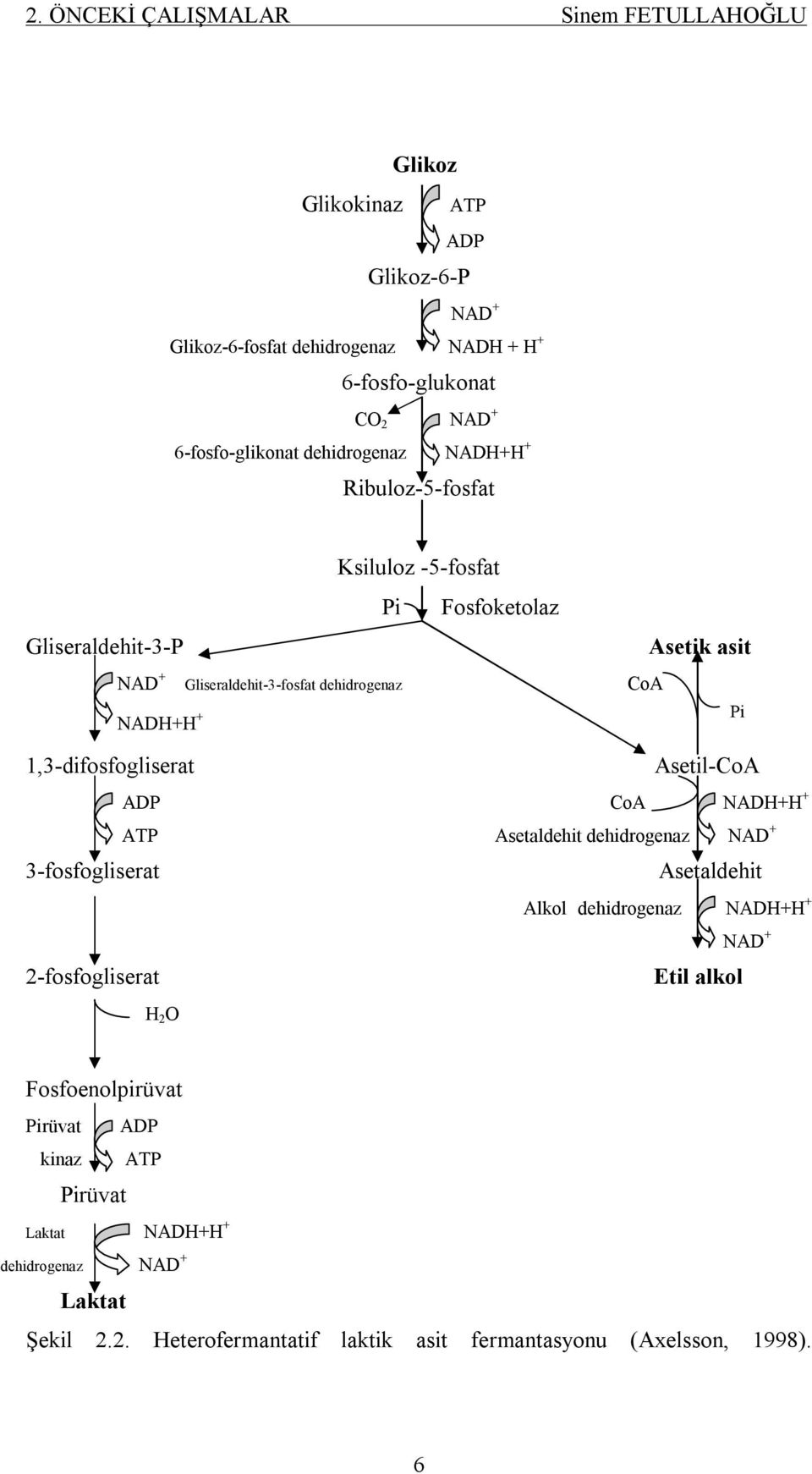 1,3-difosfogliserat Asetil-CoA ADP CoA NADH+H + ATP Asetaldehit dehidrogenaz NAD + 3-fosfogliserat Asetaldehit Alkol dehidrogenaz NADH+H + NAD + 2-fosfogliserat Etil