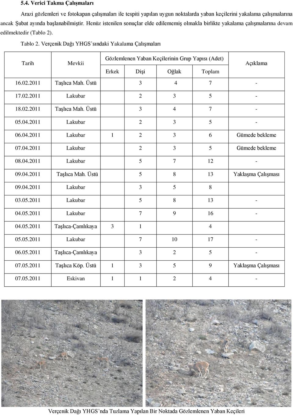 Verçenik Dağı YHGS sındaki Yakalama Çalışmaları Tarih Mevkii Gözlemlenen Yaban Keçilerinin Grup Yapısı (Adet) Erkek Dişi Oğlak Toplam Açıklama 16.02.2011 Taşlıca Mah. Üstü 3 4 7-17.02.2011 Lakubar 2 3 5-18.