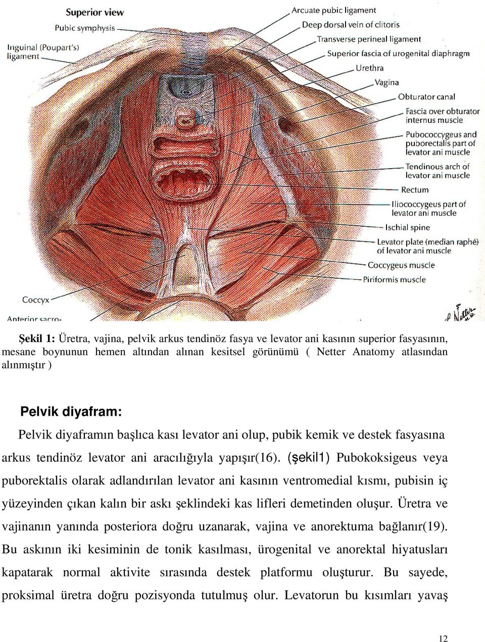 (şekil1) Pubokoksigeus veya puborektalis olarak adlandırılan levator ani kasının ventromedial kısmı, pubisin iç yüzeyinden çıkan kalın bir askı şeklindeki kas lifleri demetinden oluşur.