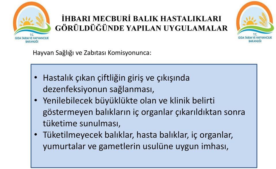 büyüklükte olan ve klinik belirti göstermeyen balıkların iç organlar çıkarıldıktan sonra tüketime