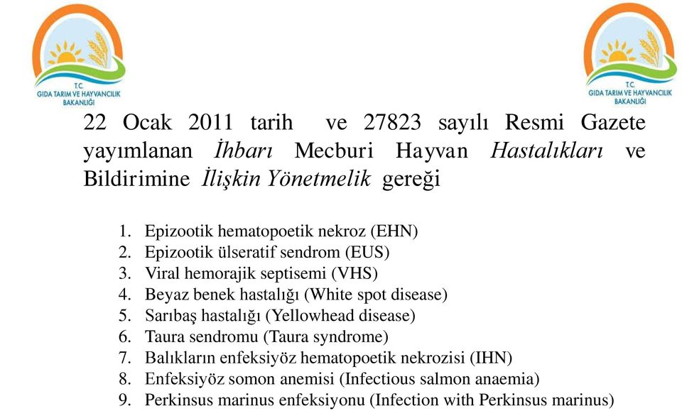 Beyaz benek hastalığı (White spot disease) 5. Sarıbaş hastalığı (Yellowhead disease) 6. Taura sendromu (Taura syndrome) 7.