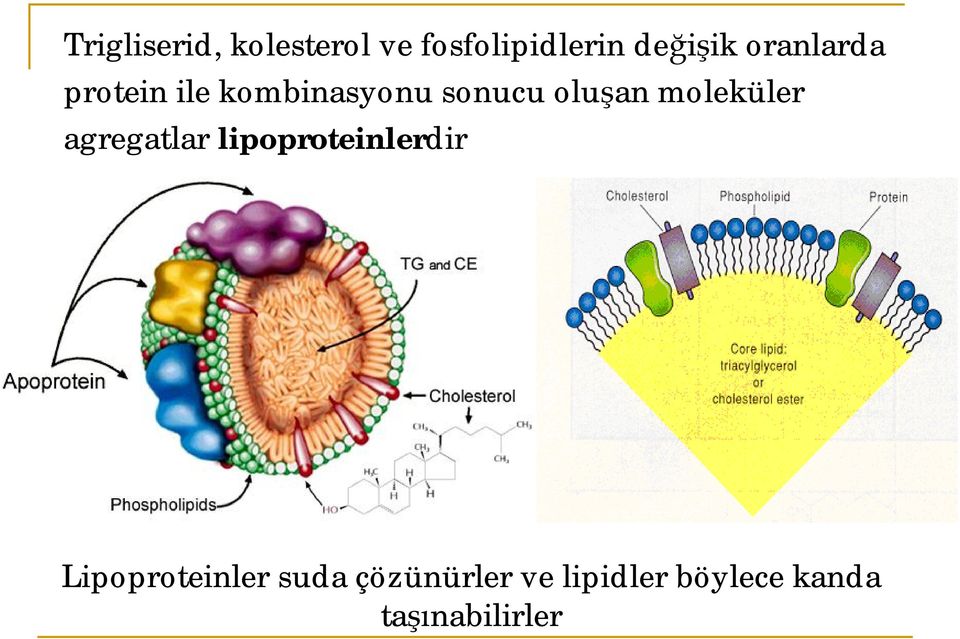 moleküler agregatlar lipoproteinlerdir