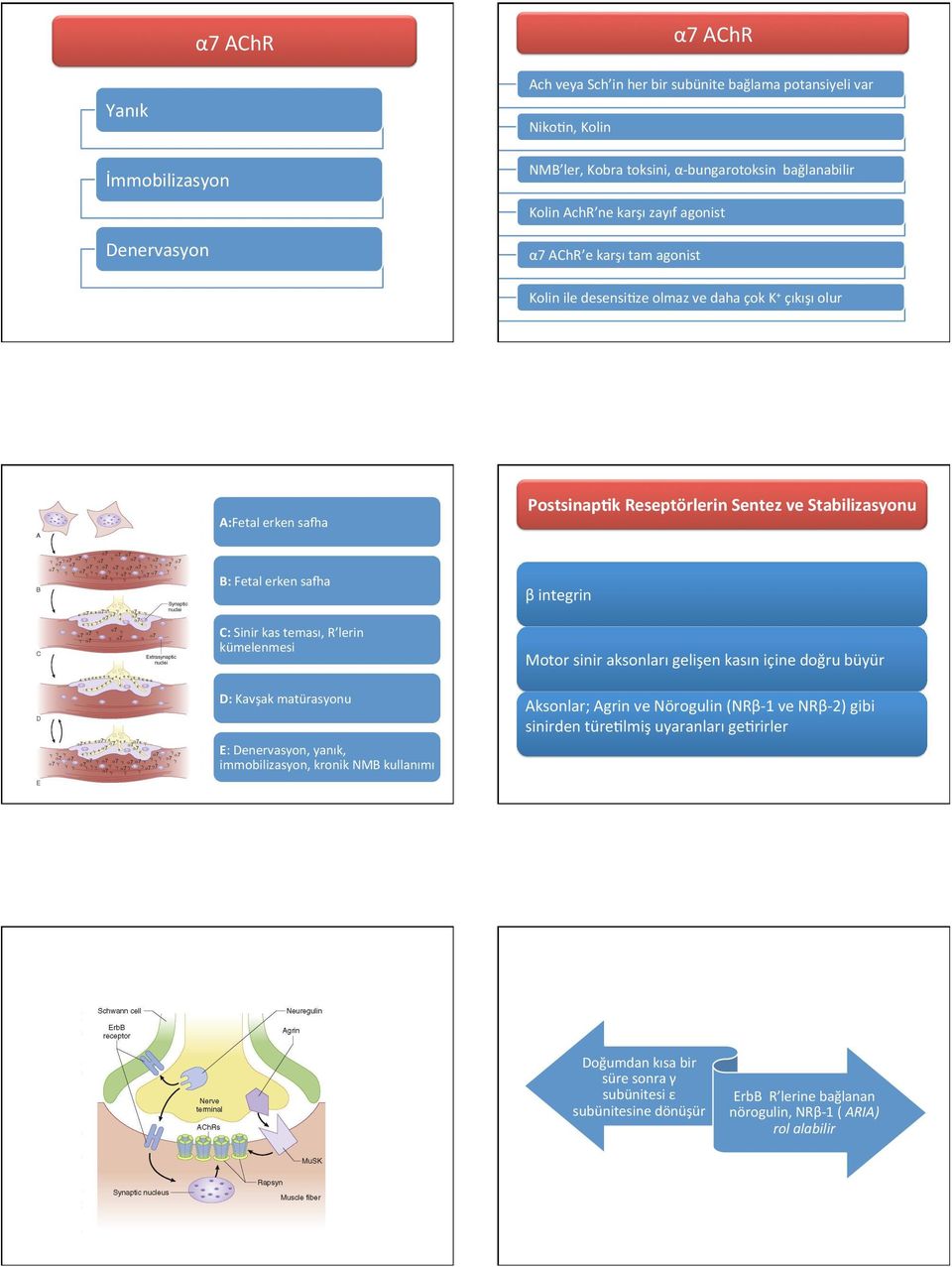 kas teması, R lerin kümelenmesi D: Kavşak matürasyonu E: Denervasyon, yanık, immobilizasyon, kronik NMB kullanımı β integrin Motor sinir aksonları gelişen kasın içine doğru büyür Aksonlar; Agrin