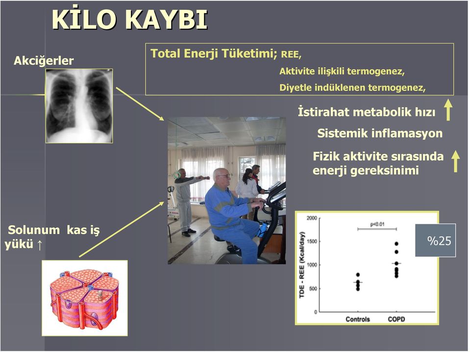 termogenez, İstirahat metabolik hızı Sistemik