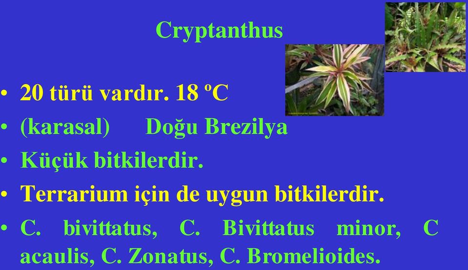 Doğu Brezilya Terrarium için de uygun