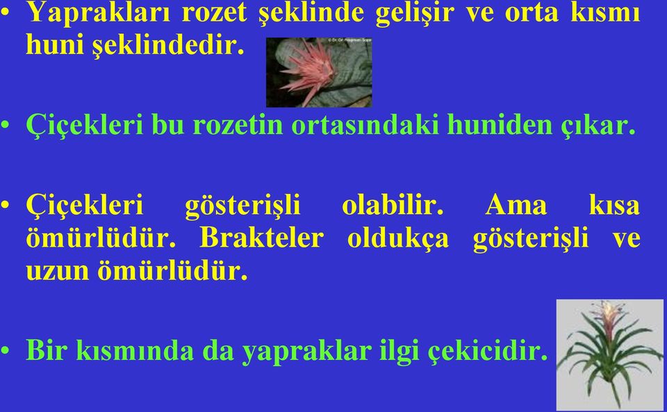 Çiçekleri gösterişli olabilir. Ama kısa ömürlüdür.