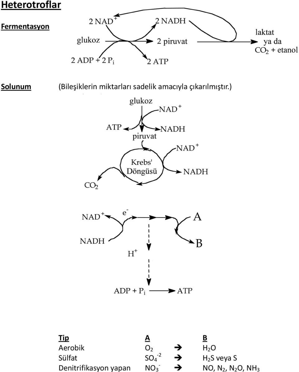 ) Tip A B Aerobik O 2 H 2 O Sülfat SO 4 H 2 S