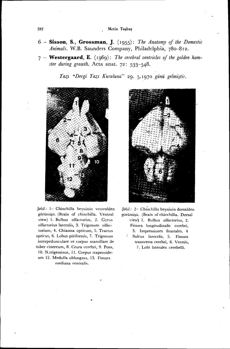 Ventral view) i. Bulbus olfactorius, 2. Gynıs olfactorius lateralis, 3. Trigonum olfactorium, 4. Chiasma opticum, 5. Tractus optirus, 6. Lobus piriformis, 7.