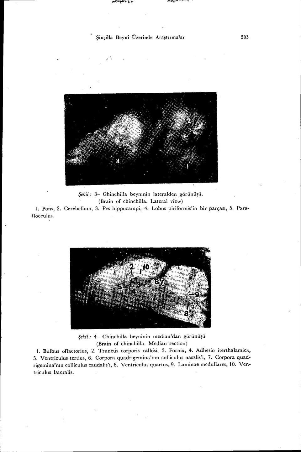 Şekil: 4- Chinchilla beyninin median'dan görünüşü (Brain of chinchilla. Median section) ı. Bulbus oflactorius, 2. Trııncus corporis callôsi, 3.